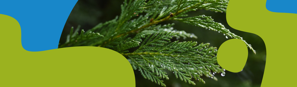 Cypress Essential Oil: Benefits, Uses & Properties